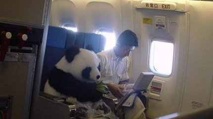 панда в самолёте