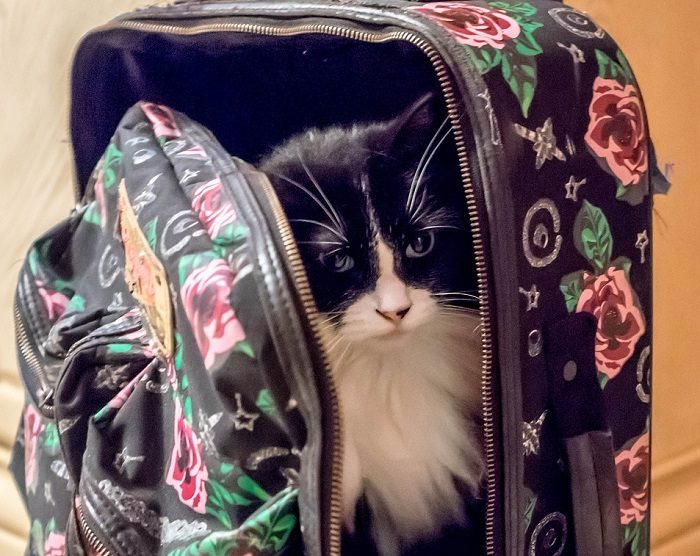 Кот в рюкзаке