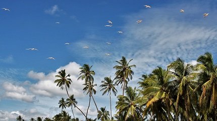 Пальмы на Шри-Ланке